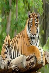 屬虎的三合和六個(gè)合生肖是什么