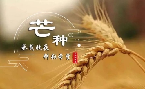 芒種是什么意思和寓意