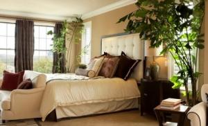 臥室財位放什么植物旺財