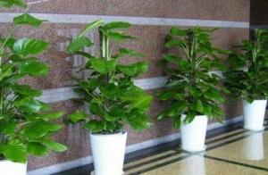 十種適合住宅與辦公室種植的風(fēng)水植物