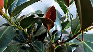 客廳擺放什么植物好養(yǎng)又旺宅