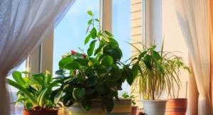 家里養(yǎng)花有什么講究和忌諱