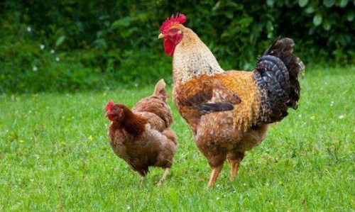 1993年屬什么生肖 今年多大了