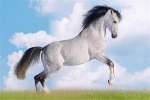 2002屬什么生肖 今年多大了