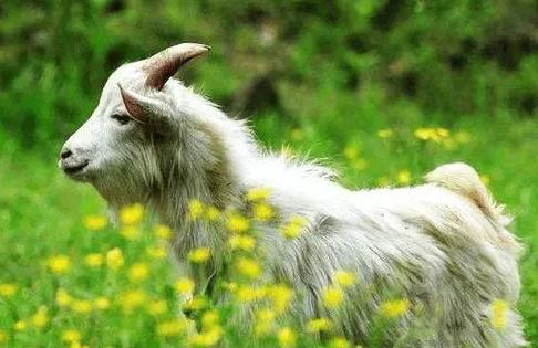 2003年屬什么生肖 今年多大了