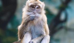 2004年屬什么生肖 今年多大了