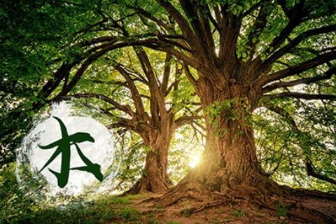 五行缺木怎么補的常規(guī)方式是什么？