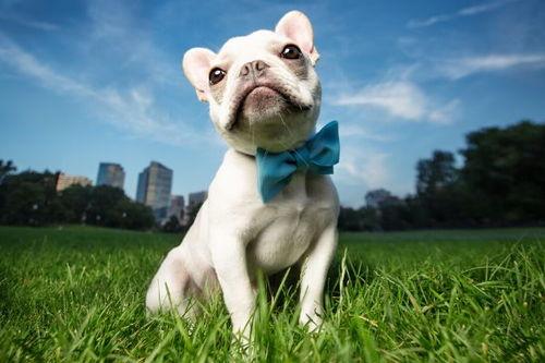 屬狗的幾月出生最好命