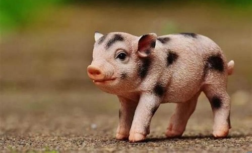 屬豬的本命佛是什么菩薩