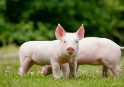 1995年屬豬是什么命 1995年是什么命