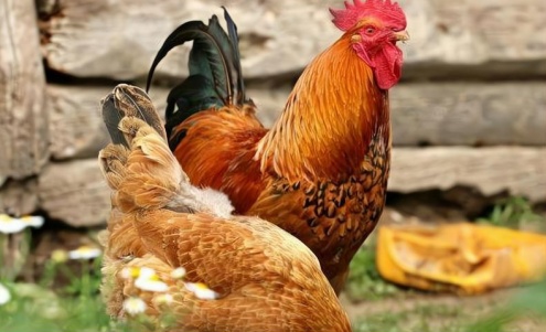 屬雞的貴人是什么屬相