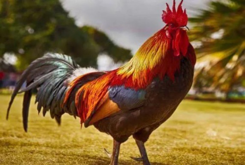 屬雞的年份有哪幾年