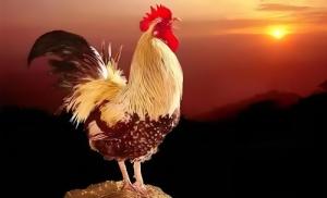 屬雞的幸運色是什么顏色