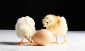 屬雞的幸運數(shù)字是多少