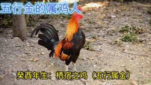 屬雞的五行屬性是什么