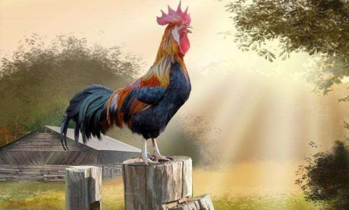 屬雞人跟誰一起財運(yùn)好