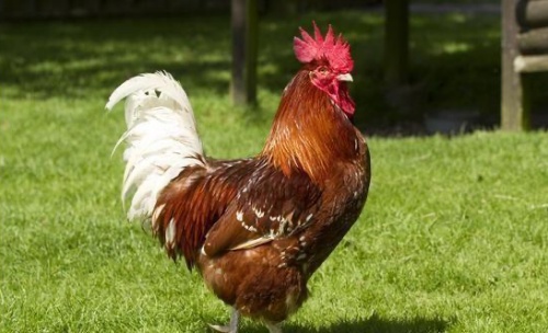 屬雞人最大的克星是誰(shuí)