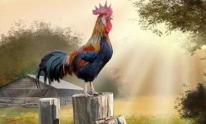 屬雞人跟誰一起財運好