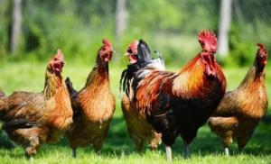 屬雞男最佳婚配屬相