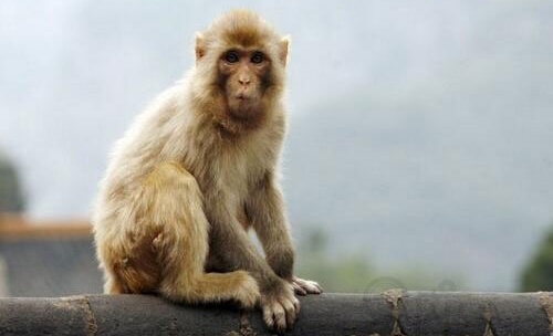 屬猴的幾月出生最好命 屬猴的幾月出生最好命