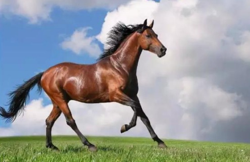 屬馬的幾月出生最好命