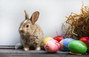 屬兔的幾月出生最好命