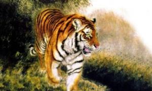 屬虎的幾月出生最好命