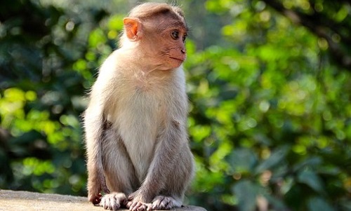 屬猴的人性格和優(yōu)缺點(diǎn)