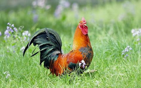 屬雞人的性格和優(yōu)缺點