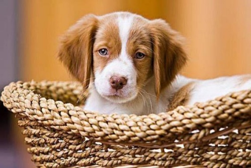 屬狗人的性格和優(yōu)缺點(diǎn)