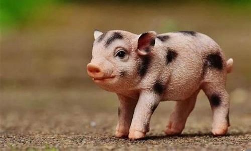 屬豬人的性格和優(yōu)缺點(diǎn)