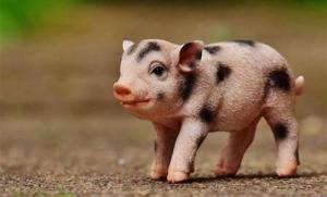 屬豬人的性格和優(yōu)缺點(diǎn)