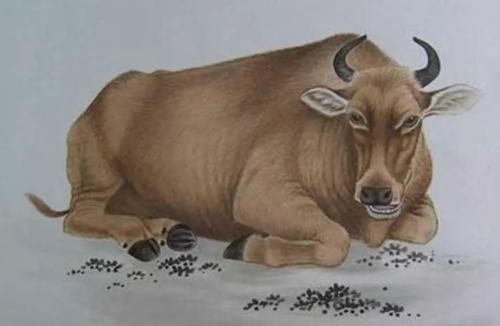 屬牛的今年多大