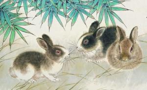 屬兔的今年多大