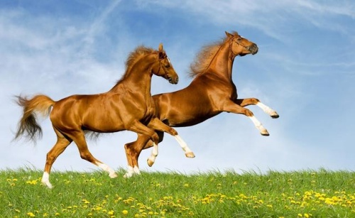 屬馬的今年多大