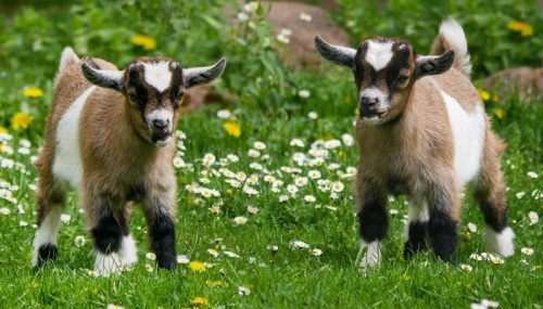 屬羊的今年多大