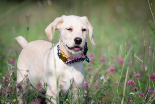 屬狗的今年多大