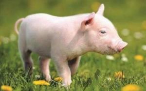 屬豬的今年多大了2025年歲數(shù)表