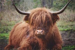 屬牛三合和三沖屬相