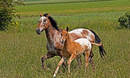 屬馬三合和三沖屬相