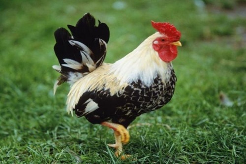 屬雞三合和三沖屬相