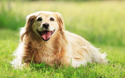 屬狗三合和三沖屬相