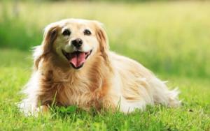 屬狗三合和三沖屬相