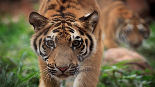 2010屬什么生肖 今年多大了