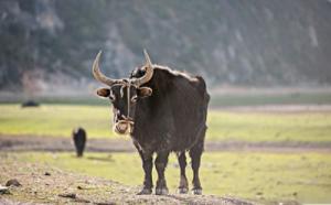 2009屬什么生肖 今年多大了