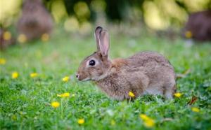 2011屬什么生肖 今年多大了