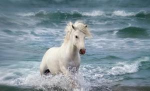 2014屬什么生肖 今年多大了