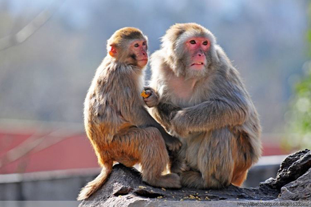 2016屬什么生肖 今年多大了