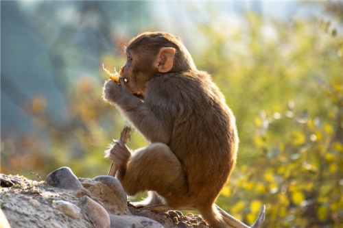 1980屬什么生肖 今年多大了