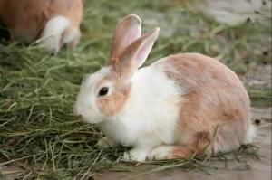 2024年屬兔人的全年運(yùn)勢(shì)1987出生